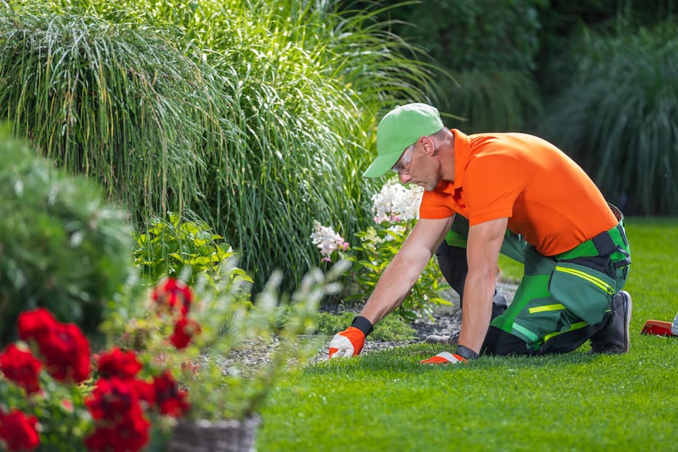 Grünanlagenpflege: Ein Gärtner, der im Rasen kniet und sich um eine Blumenrabatte kümmert.